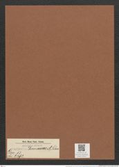 Surirella demerarae A. Schm. (de-Toni-Nr.: Genus 53, Species 2392) Zeichnungen Sammlung Grunow Mappe 02547 (Herbarium_W_Grunow_drawings_Folder_02547)